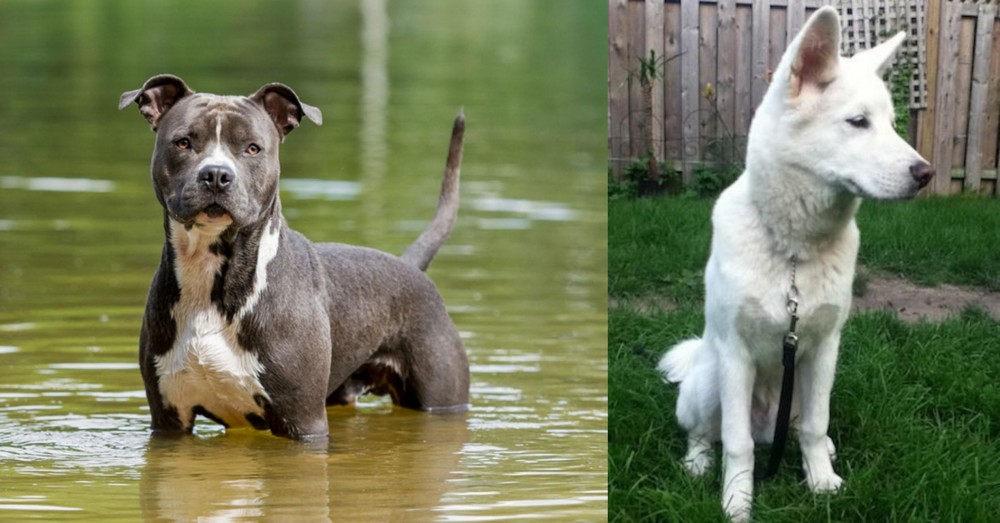 Phung San vs American Staffordshire Terrier - Breed Comparison