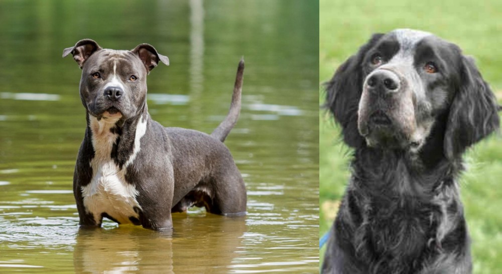 Picardy Spaniel vs American Staffordshire Terrier - Breed Comparison