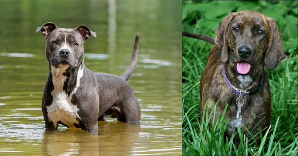 Plott Hound vs American Staffordshire Terrier - Breed Comparison