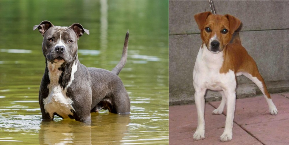 Plummer Terrier vs American Staffordshire Terrier - Breed Comparison