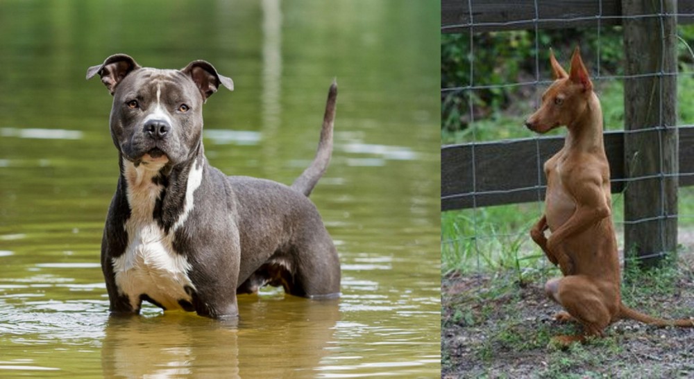 Podenco Andaluz vs American Staffordshire Terrier - Breed Comparison