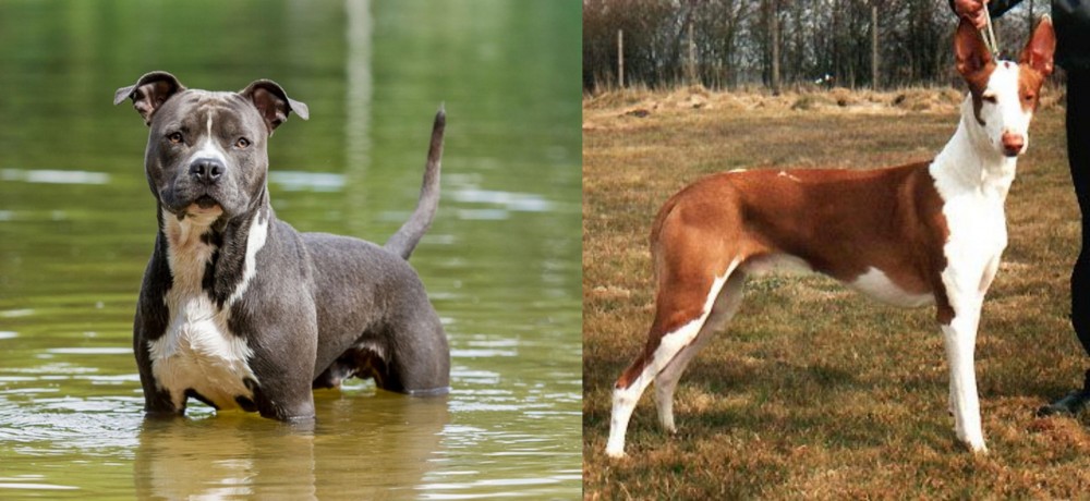 Podenco Canario vs American Staffordshire Terrier - Breed Comparison