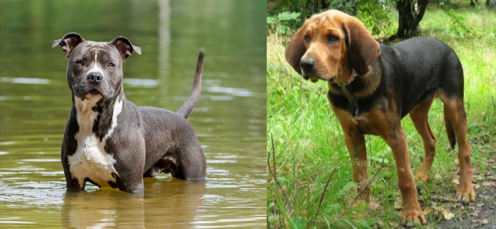 Polish Hound vs American Staffordshire Terrier - Breed Comparison