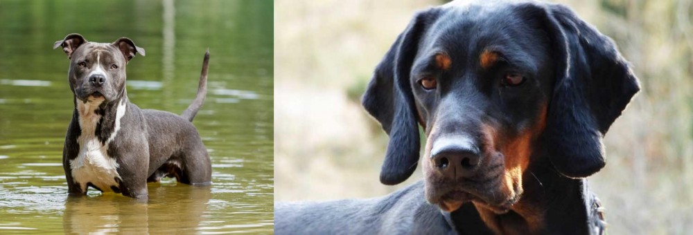 Polish Hunting Dog vs American Staffordshire Terrier - Breed Comparison