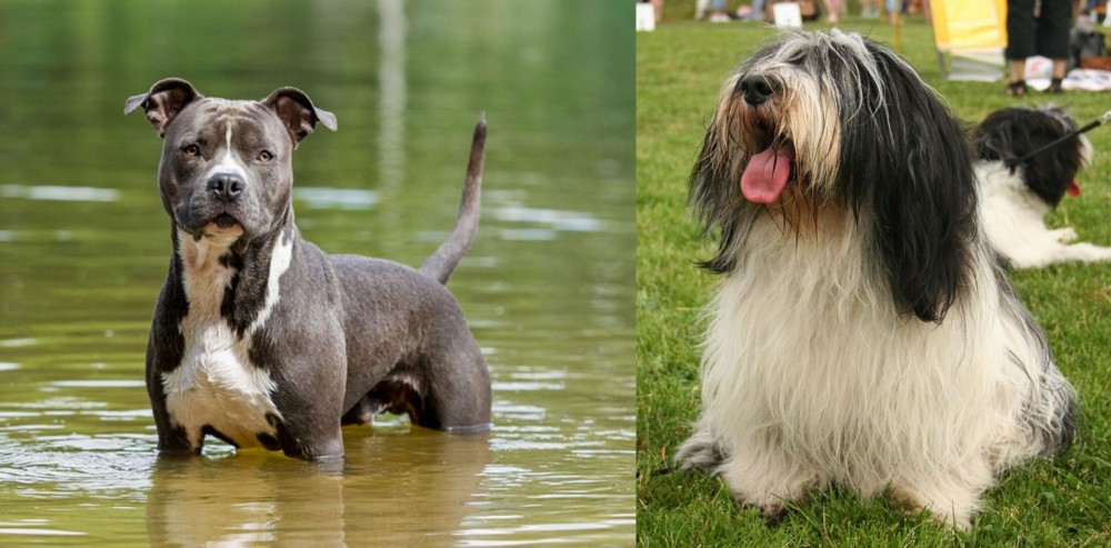 Polish Lowland Sheepdog vs American Staffordshire Terrier - Breed Comparison