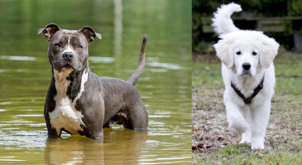 Polish Tatra Sheepdog vs American Staffordshire Terrier - Breed Comparison
