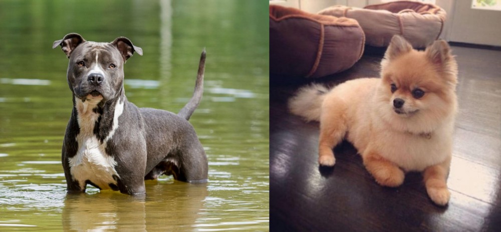 Pomeranian vs American Staffordshire Terrier - Breed Comparison