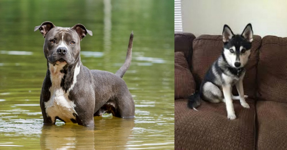 Pomsky vs American Staffordshire Terrier - Breed Comparison