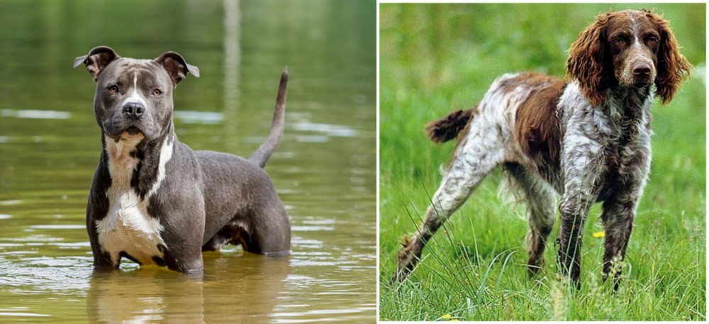 Pont-Audemer Spaniel vs American Staffordshire Terrier - Breed Comparison