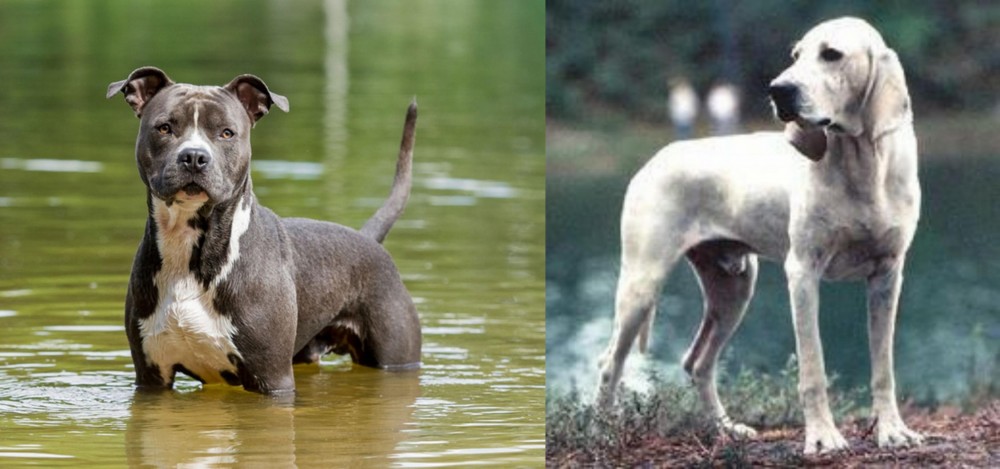 Porcelaine vs American Staffordshire Terrier - Breed Comparison