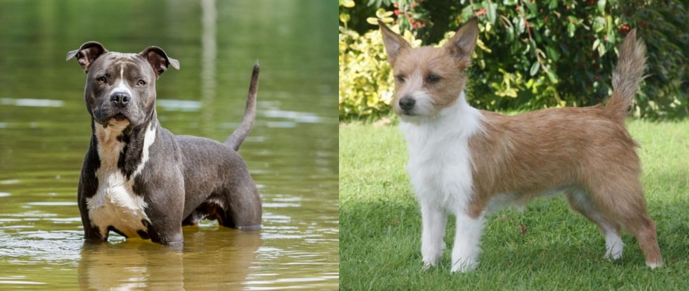 Portuguese Podengo vs American Staffordshire Terrier - Breed Comparison
