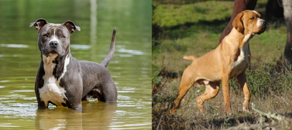 Portuguese Pointer vs American Staffordshire Terrier - Breed Comparison