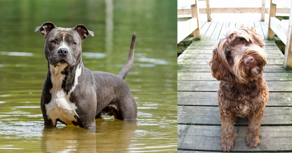 Portuguese Water Dog vs American Staffordshire Terrier - Breed Comparison