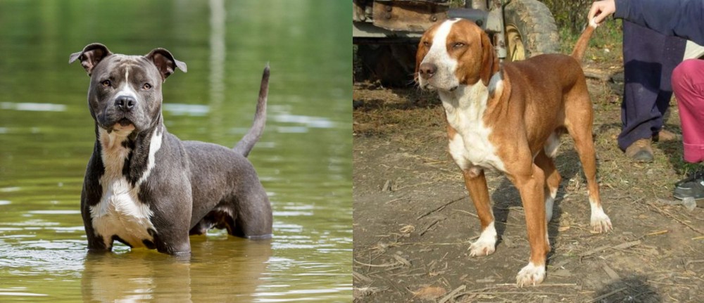 Posavac Hound vs American Staffordshire Terrier - Breed Comparison