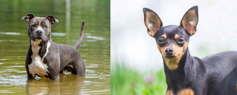 Prazsky Krysarik vs American Staffordshire Terrier - Breed Comparison