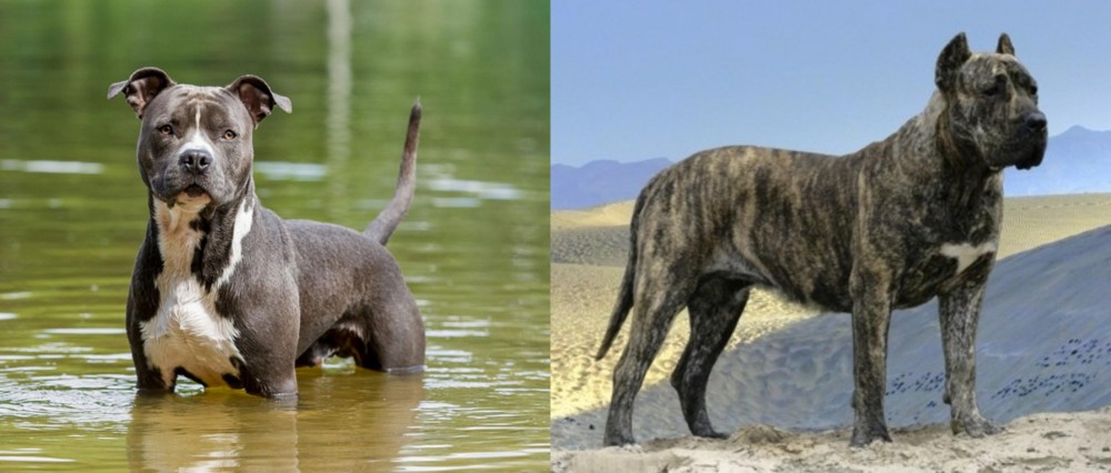 Presa Canario vs American Staffordshire Terrier - Breed Comparison