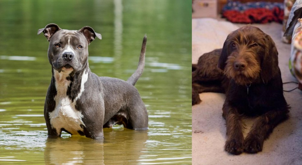 Pudelpointer vs American Staffordshire Terrier - Breed Comparison