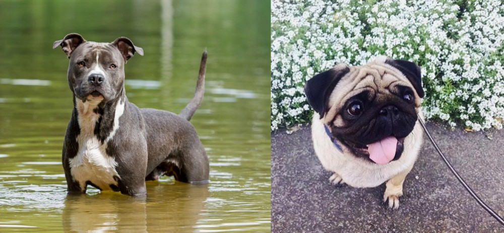 Pug vs American Staffordshire Terrier - Breed Comparison