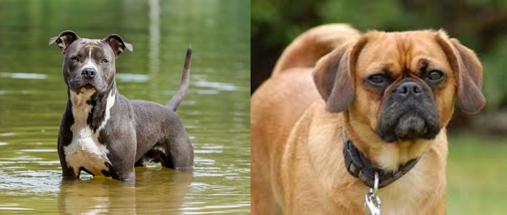 Pugalier vs American Staffordshire Terrier - Breed Comparison