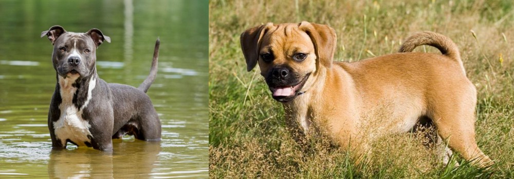 Puggle vs American Staffordshire Terrier - Breed Comparison