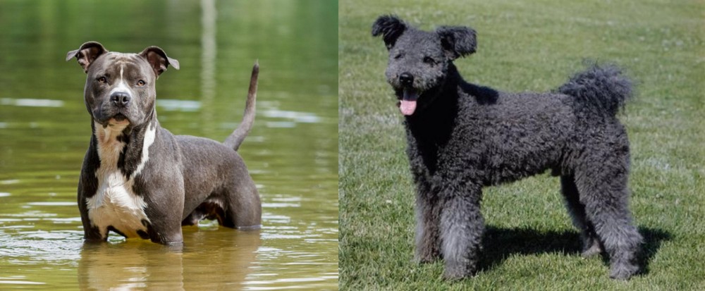 Pumi vs American Staffordshire Terrier - Breed Comparison
