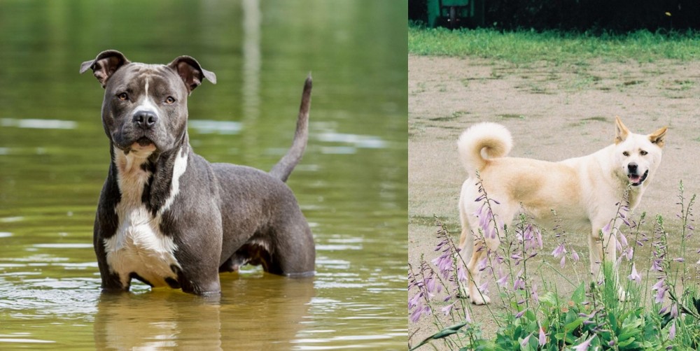 Pungsan Dog vs American Staffordshire Terrier - Breed Comparison