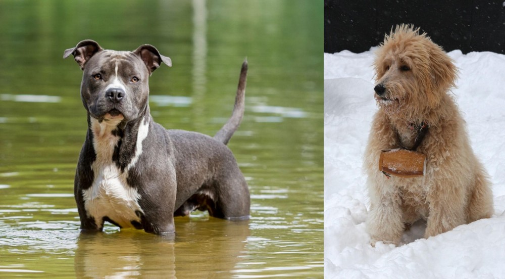 Pyredoodle vs American Staffordshire Terrier - Breed Comparison