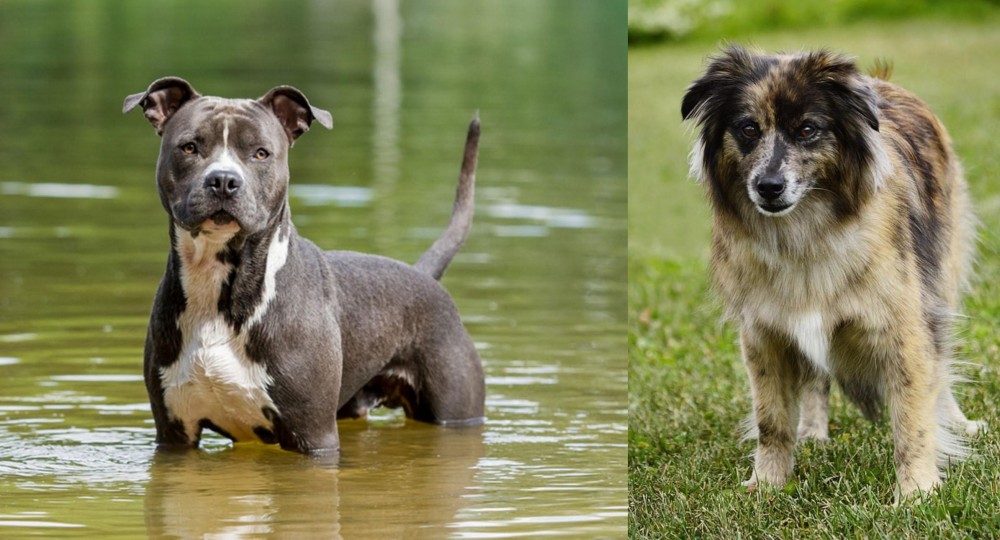 Pyrenean Shepherd vs American Staffordshire Terrier - Breed Comparison