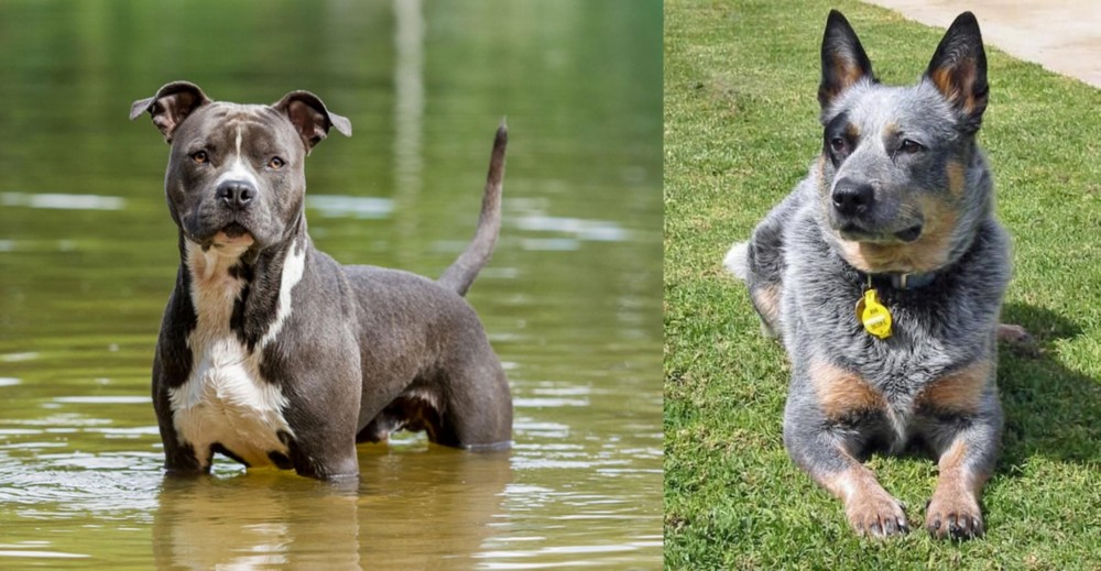 Queensland Heeler vs American Staffordshire Terrier - Breed Comparison