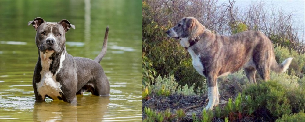 Rafeiro do Alentejo vs American Staffordshire Terrier - Breed Comparison