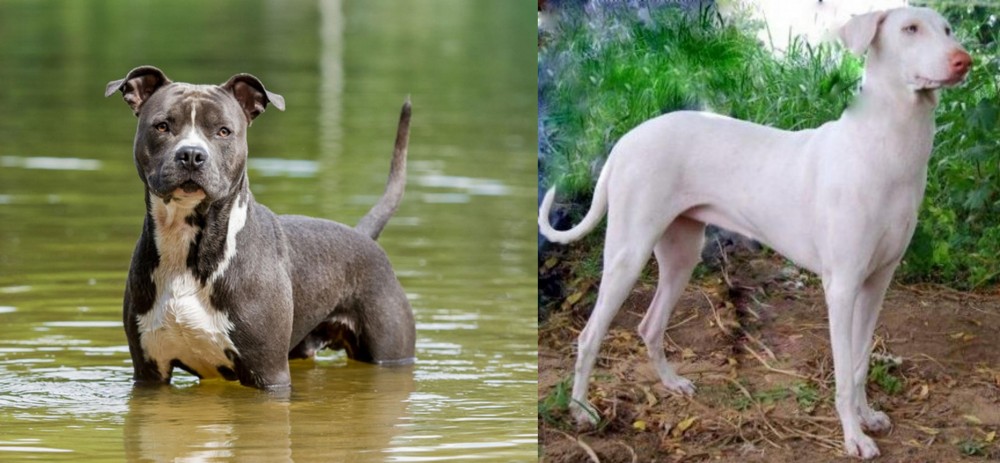 Rajapalayam vs American Staffordshire Terrier - Breed Comparison