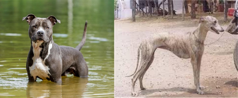 Rampur Greyhound vs American Staffordshire Terrier - Breed Comparison