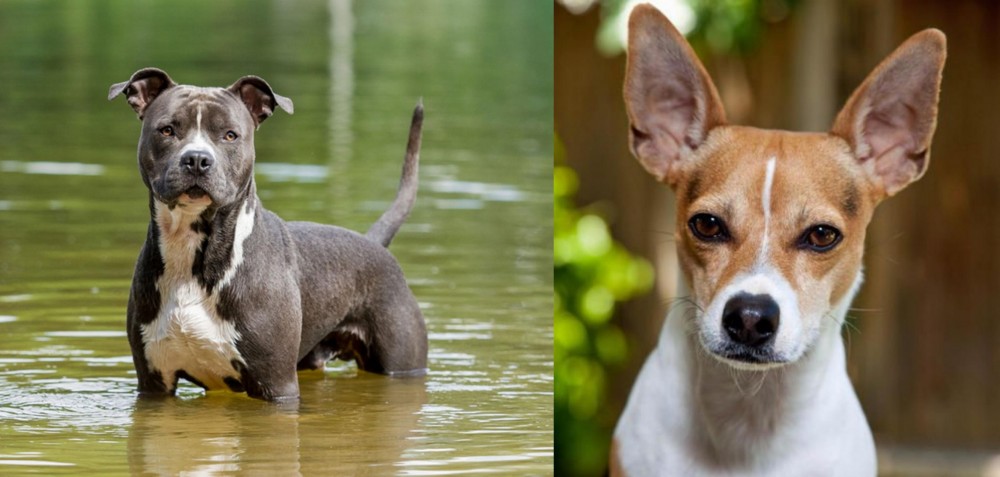 Rat Terrier vs American Staffordshire Terrier - Breed Comparison