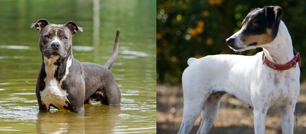 Ratonero Bodeguero Andaluz vs American Staffordshire Terrier - Breed Comparison