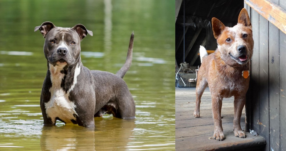 Red Heeler vs American Staffordshire Terrier - Breed Comparison