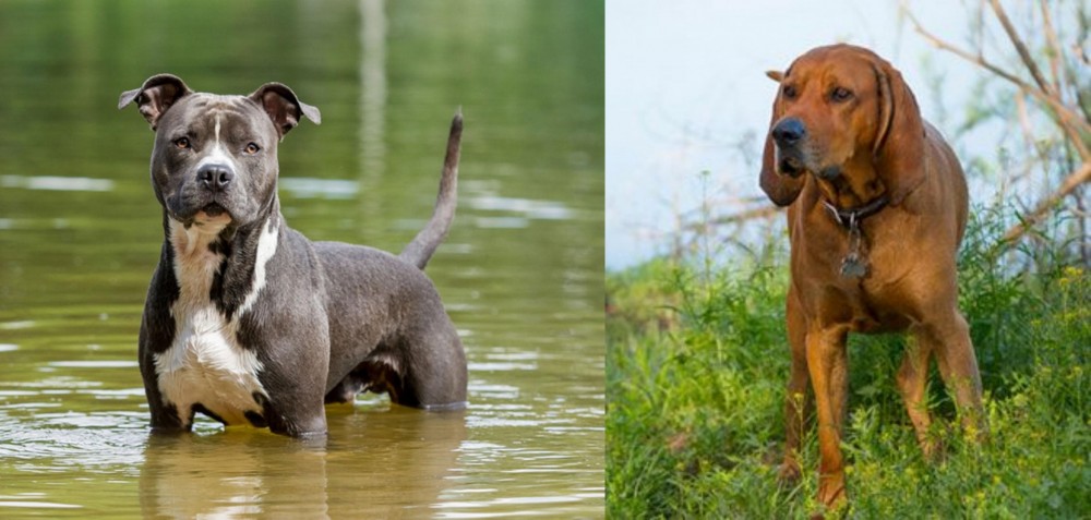 Redbone Coonhound vs American Staffordshire Terrier - Breed Comparison