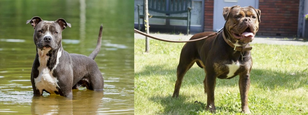 Renascence Bulldogge vs American Staffordshire Terrier - Breed Comparison