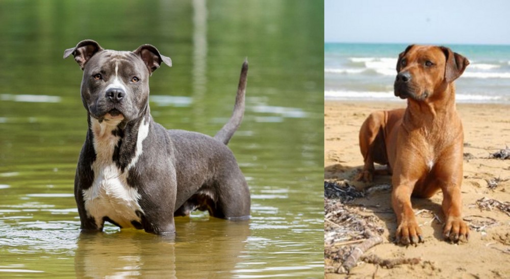 Rhodesian Ridgeback vs American Staffordshire Terrier - Breed Comparison