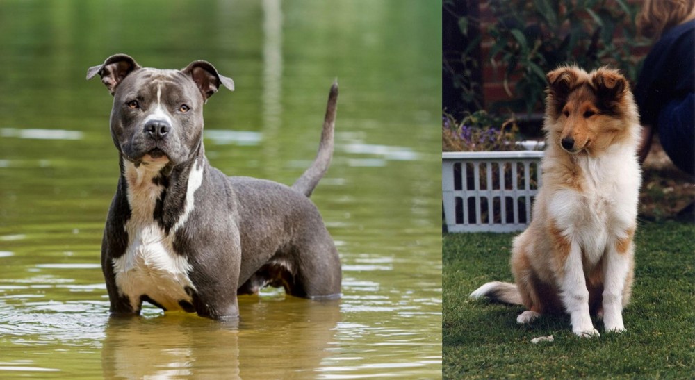 Rough Collie vs American Staffordshire Terrier - Breed Comparison