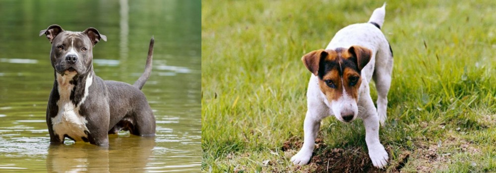 Russell Terrier vs American Staffordshire Terrier - Breed Comparison