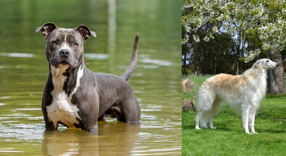 Russian Hound vs American Staffordshire Terrier - Breed Comparison