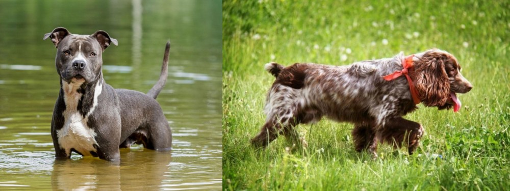 Russian Spaniel vs American Staffordshire Terrier - Breed Comparison