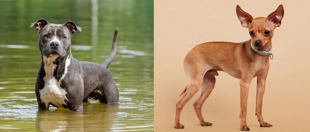 Russian Toy Terrier vs American Staffordshire Terrier - Breed Comparison