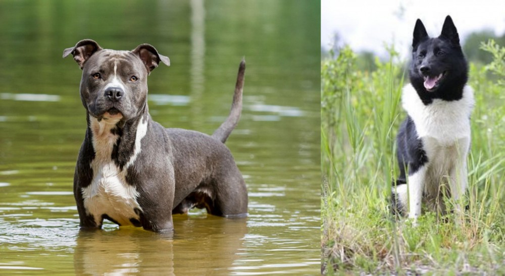 Russo-European Laika vs American Staffordshire Terrier - Breed Comparison