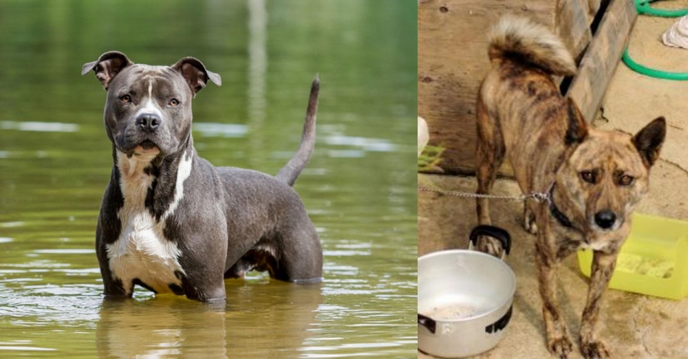 Ryukyu Inu vs American Staffordshire Terrier - Breed Comparison
