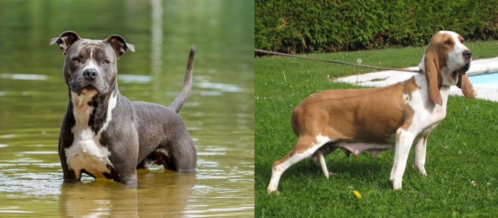 Sabueso Espanol vs American Staffordshire Terrier - Breed Comparison