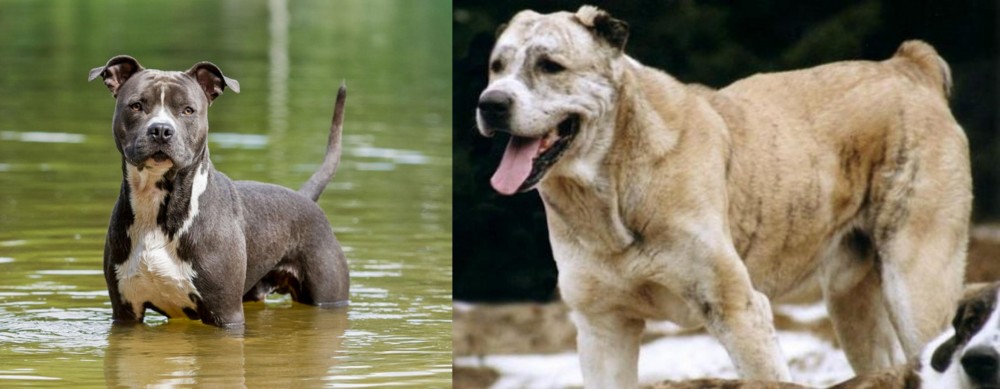 Sage Koochee vs American Staffordshire Terrier - Breed Comparison