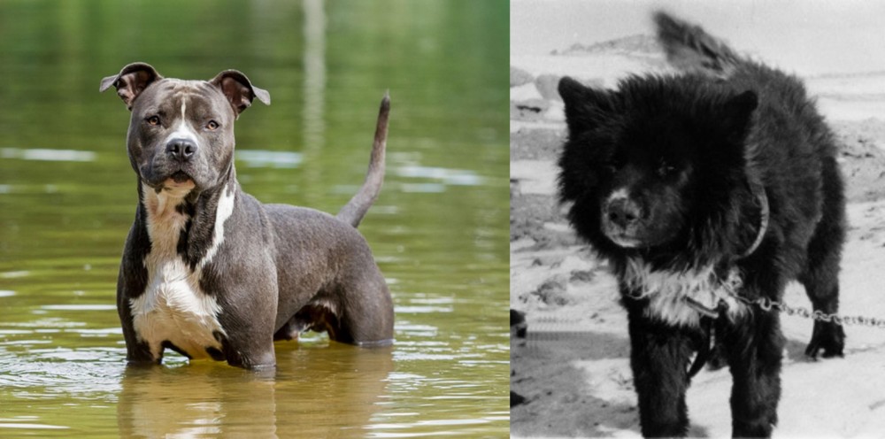 Sakhalin Husky vs American Staffordshire Terrier - Breed Comparison