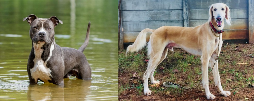 Saluki vs American Staffordshire Terrier - Breed Comparison