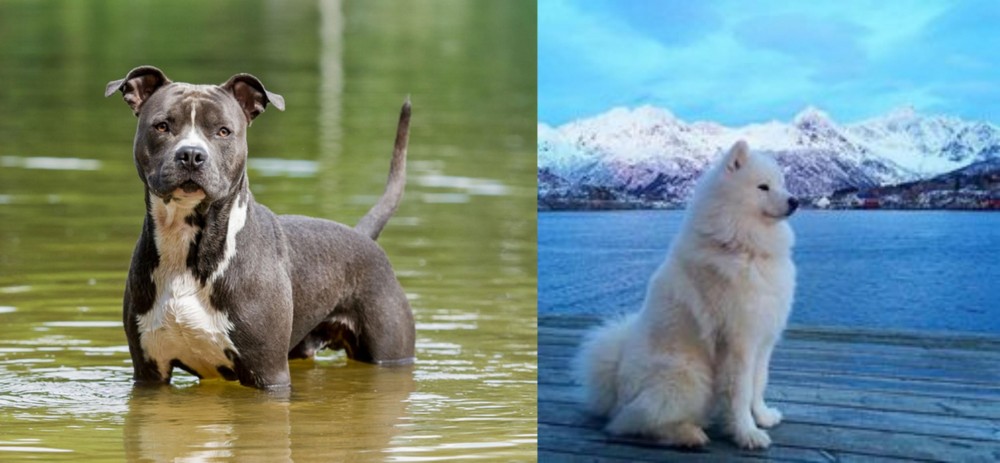 Samoyed vs American Staffordshire Terrier - Breed Comparison